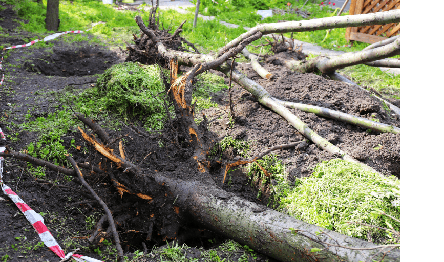 Tree Removal